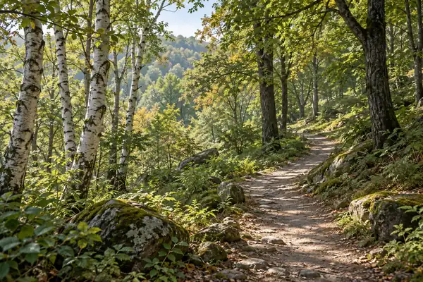 AI illustration of a general temperate forest scene; not a photograph or an exact view of this place.