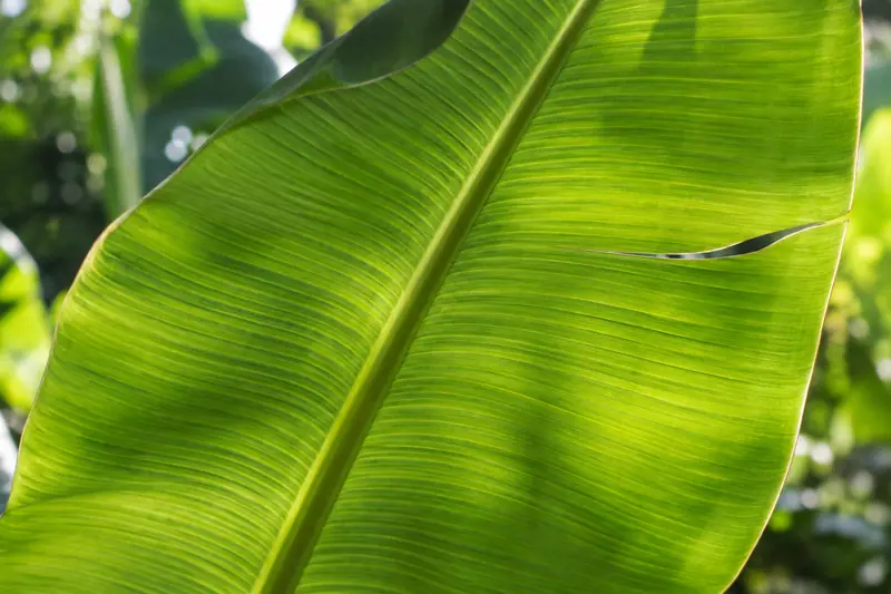 AI illustration: AI illustration: banana leaf ribs; general category detail, not an actual photograph.