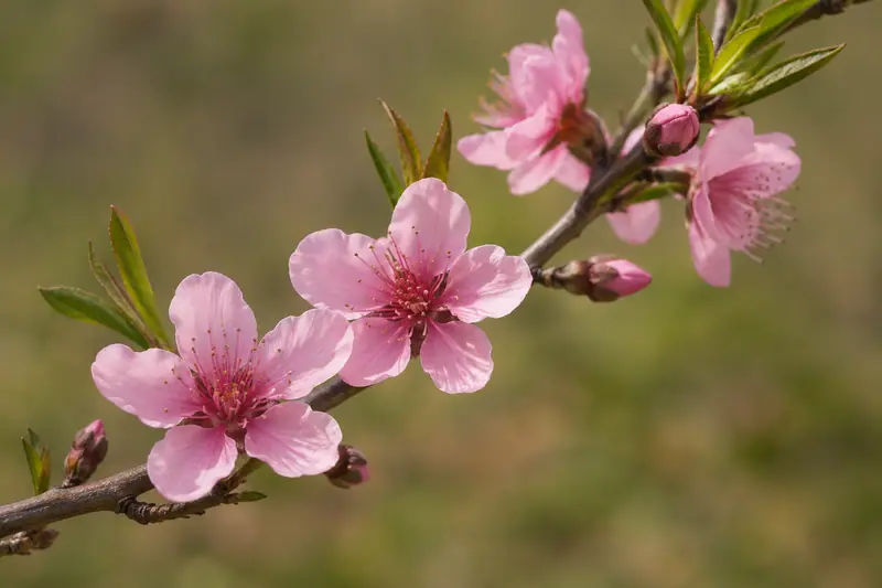 AI illustration: AI illustration: peach blossom; general category detail, not an actual photograph.