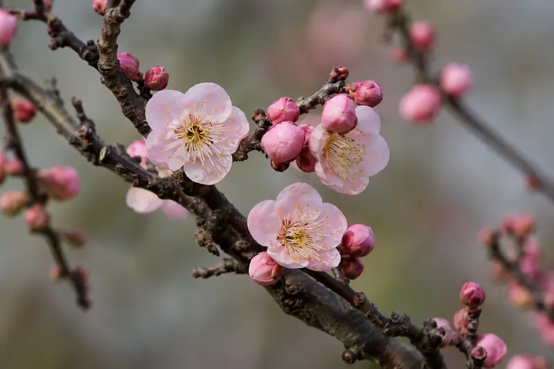 AI illustration: AI illustration: plum blossom; general category detail, not an actual photograph.