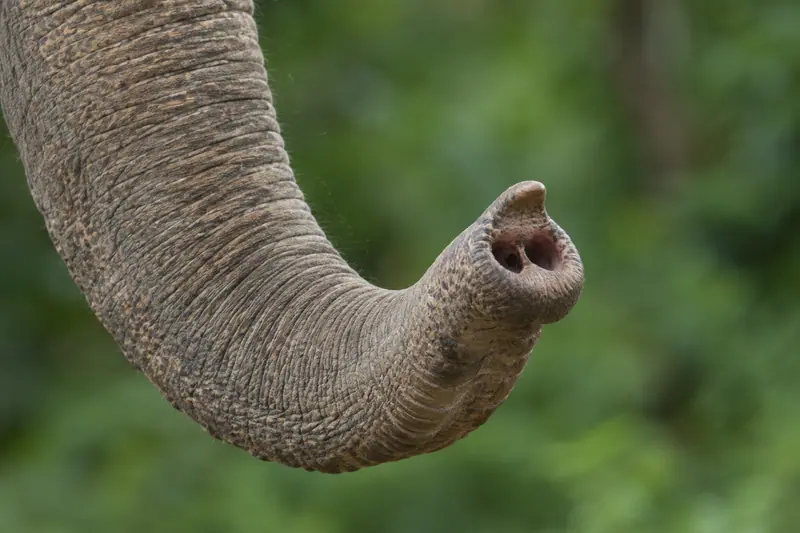 AI illustration: AI illustration: asian elephant trunk; general category detail, not an actual photograph.