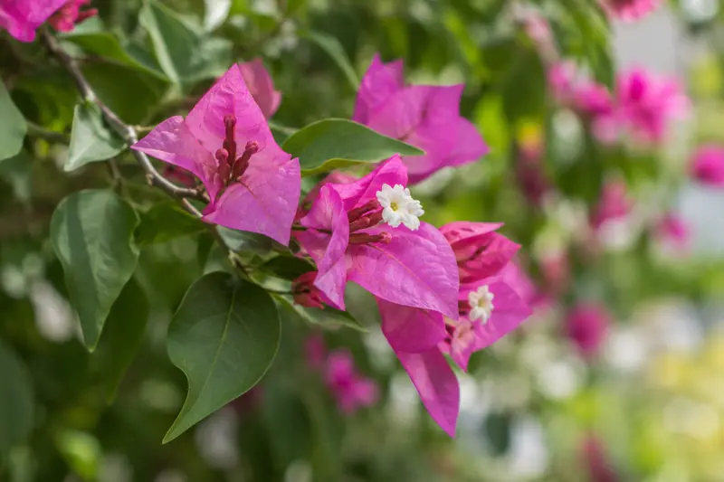 AI illustration: AI illustration: bougainvillea bracts; general category detail, not an actual photograph.