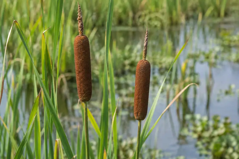 AI illustration: AI illustration: cattail seedhead; general category detail, not an actual photograph.