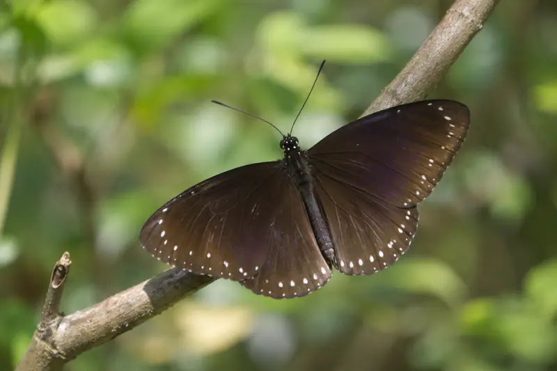 AI illustration: AI illustration: purple crow butterfly; general category detail, not an actual photograph.