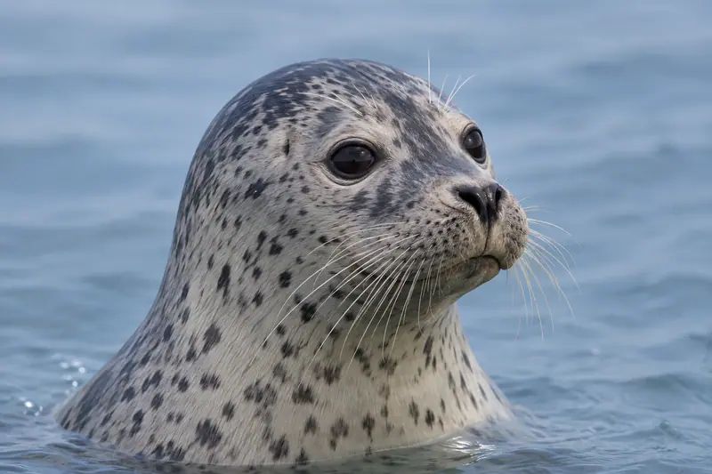 AI illustration: AI illustration: spotted seal portrait; general category detail, not an actual photograph.