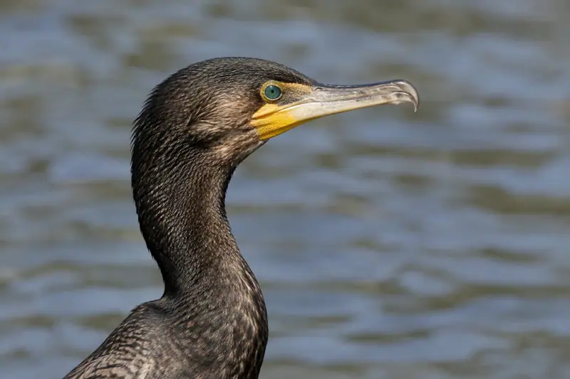 AI illustration: Cormorant feathers.