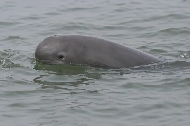 AI illustration: Finless porpoise surface.