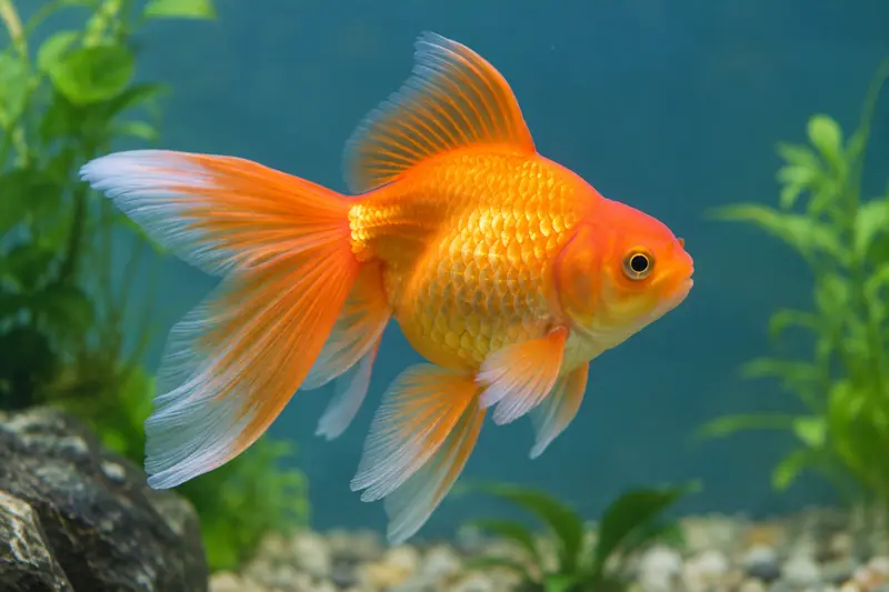 AI illustration: Ornamental goldfish.