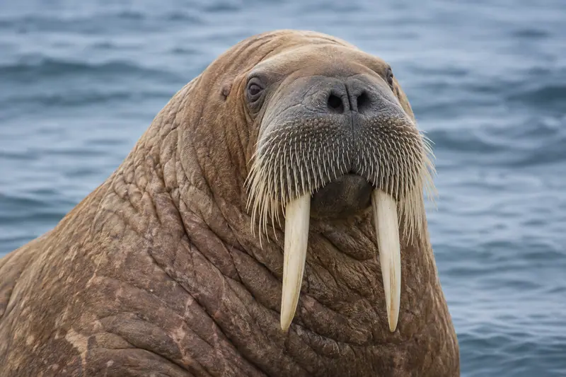 AI illustration: Walrus whiskers.