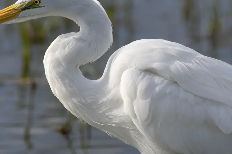 AI illustration: White egret neck and feather detail.