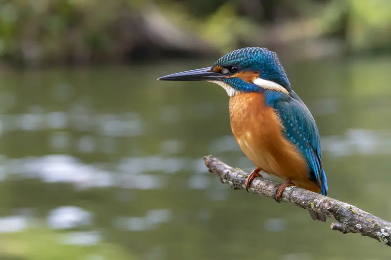 AI illustration: Kingfisher head and blue-green feathers.