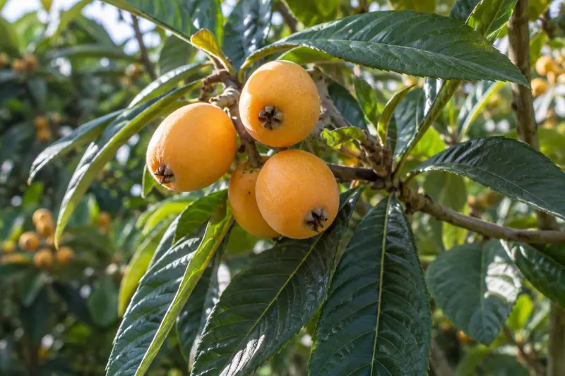 AI illustration: Loquat leaves and ripe fruit.