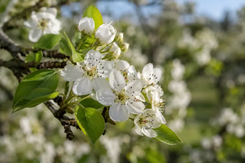 AI illustration: White pear blossoms on a branch.