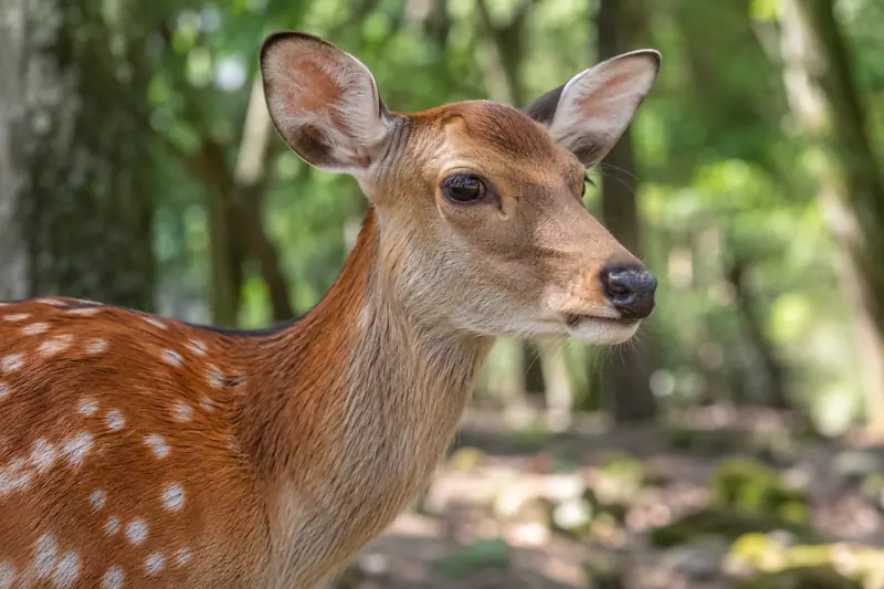 AI illustration: Sika deer face and spotted coat.