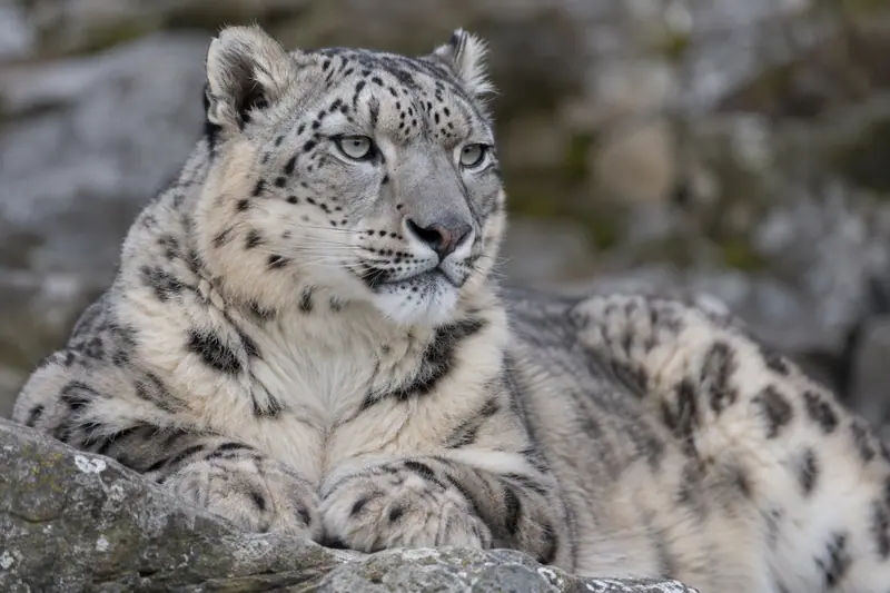 AI illustration: Snow leopard face and rosettes.