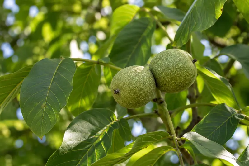 AI illustration: Walnut compound leaves and green fruit.