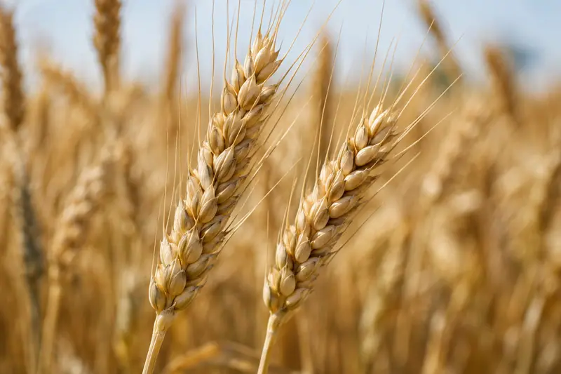 AI illustration: Ripening wheat ears.