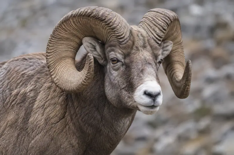 AI illustration: Argali head and curled horns.