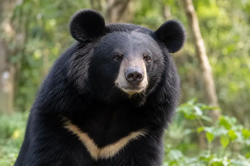 AI illustration: Asian black bear face and chest marking