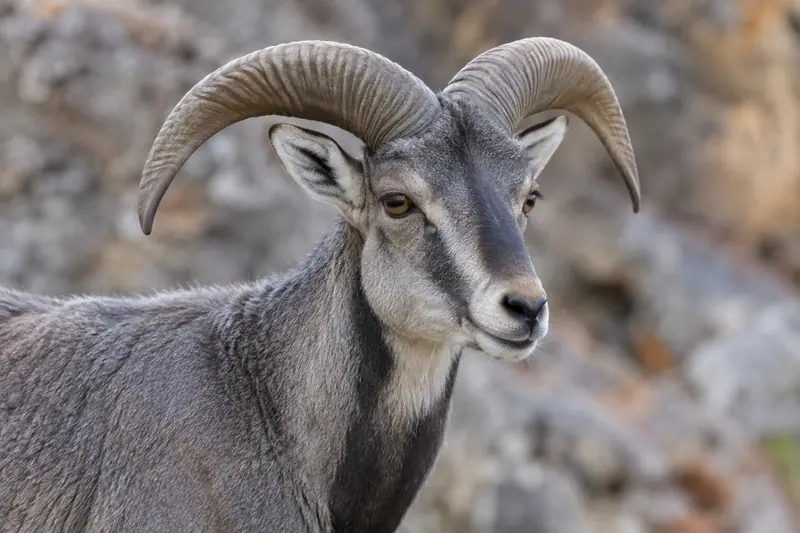 AI illustration: Blue sheep head and curved horns.