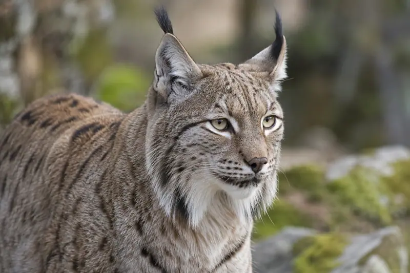 AI illustration: Lynx ear tufts and facial ruff.