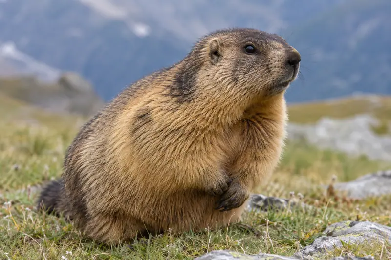 AI illustration: Marmot face and coarse fur.