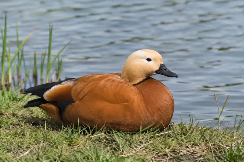 AI illustration: Ruddy shelduck plumage.