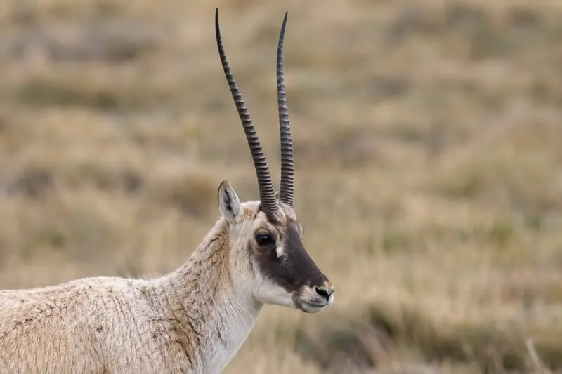 AI illustration: Tibetan antelope head and slender horns