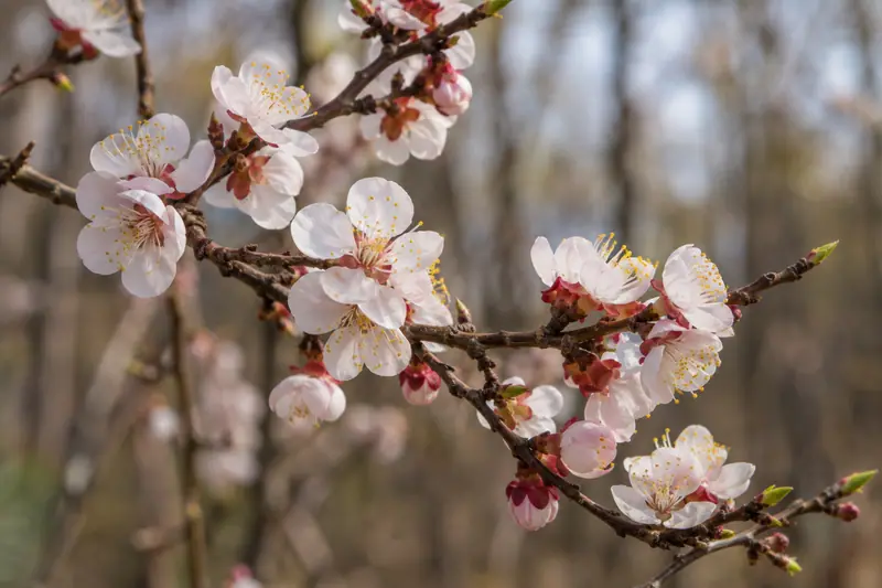 AI illustration: Apricot blossoms with pale petals and reddish calyxes