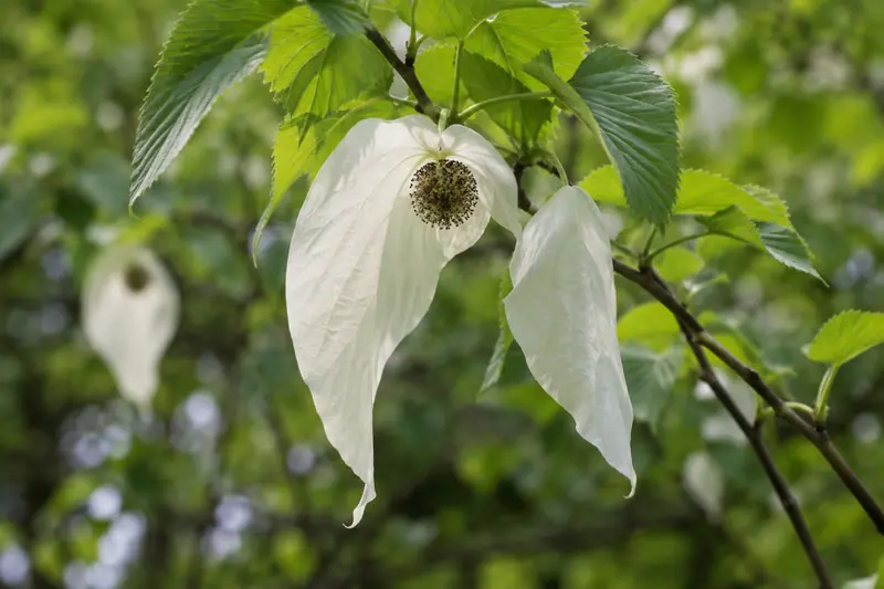 AI illustration: Dove tree flower head with hanging white bracts