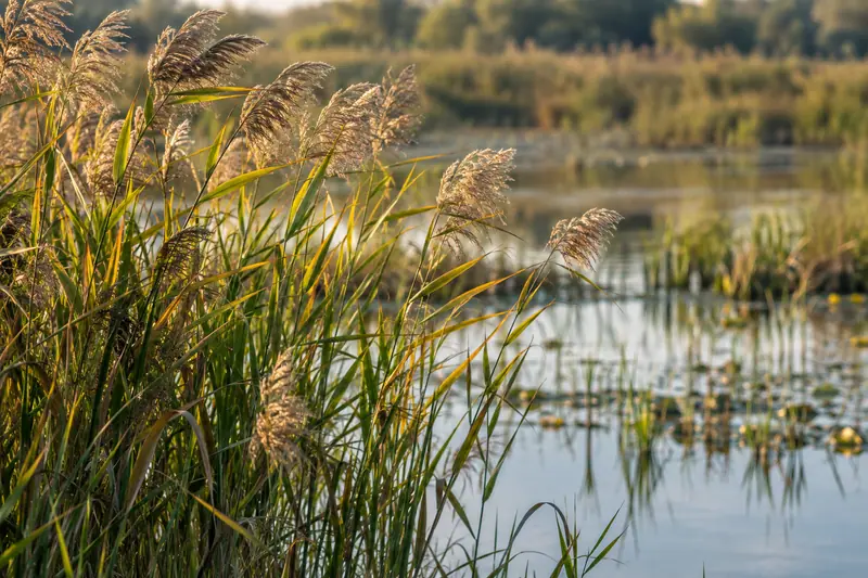AI illustration: AI illustration: reed panicles; generic detail, not a photograph of this place.