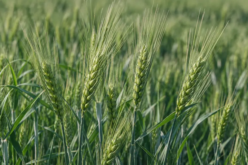 AI illustration: AI illustration: highland barley; general detail, not an actual photograph.