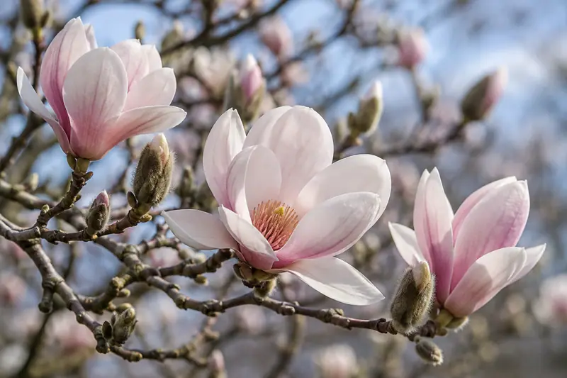 AI illustration: AI illustration: magnolia flower; general detail, not an actual photograph.