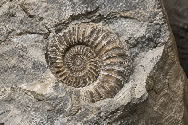 AI illustration: AI illustration: ammonite fossil; general detail, not an actual photograph.
