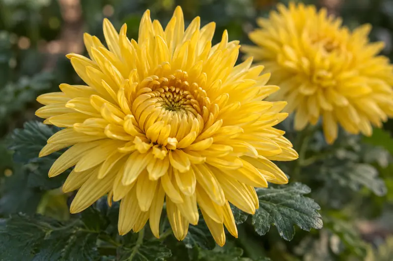 AI illustration: AI illustration: chrysanthemum bloom; general detail, not an actual photograph.