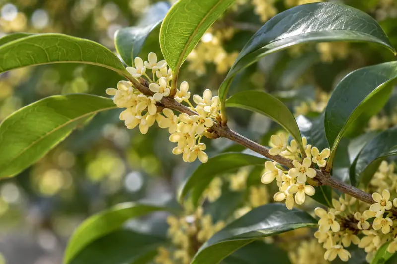 AI illustration: AI illustration: osmanthus flower; general detail, not an actual photograph.