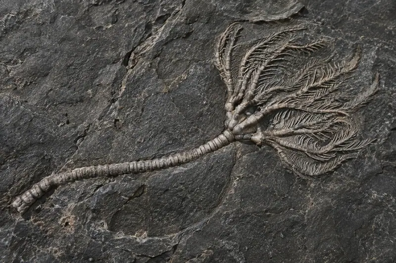 AI illustration: AI illustration: crinoid fossil; general detail, not an actual photograph.