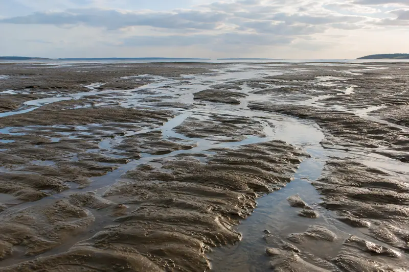 AI illustration: AI illustration: tidal mud channels; general detail, not an actual photograph.
