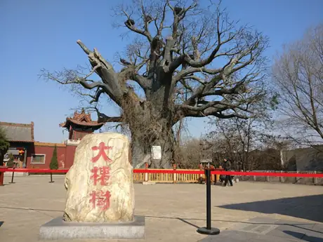 Hongdong Dahuaishu Ancestor Memorial Garden · 洪洞大槐树
