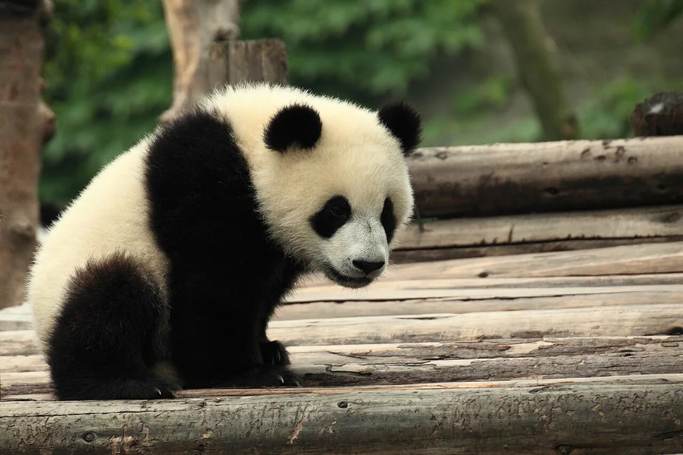 Giant panda at Chengdu Research Base