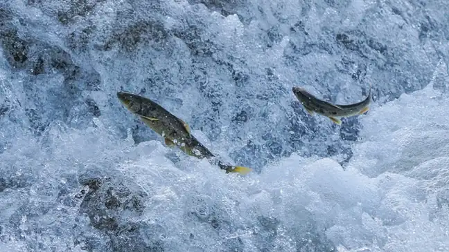 Naked Carp Migration Viewing Area (湟鱼洄游观景区)