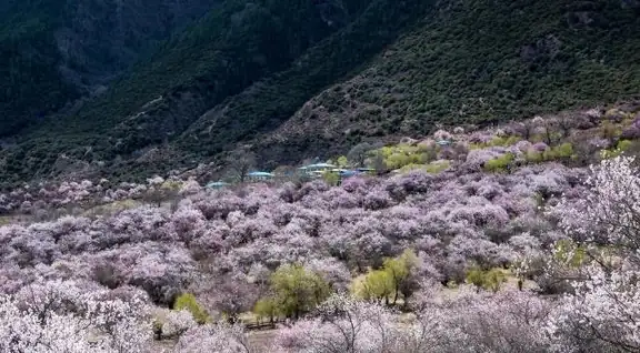 Gangxiang and Bomi Peach Blossom Valleys (岗乡桃花与波密桃花沟)