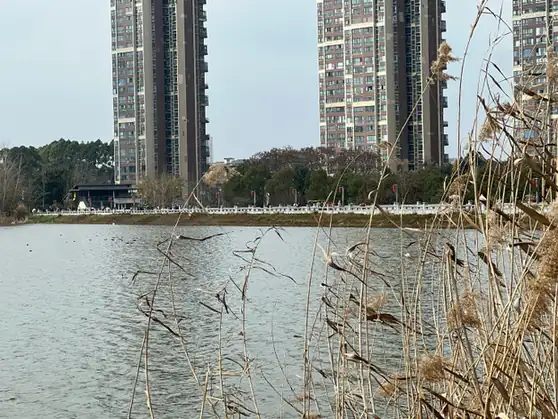 Qinglong Lake Wetland Park (青龙湖湿地公园)