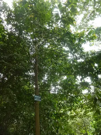 Wangtianshu Rainforest Scenic Area (望天树)
