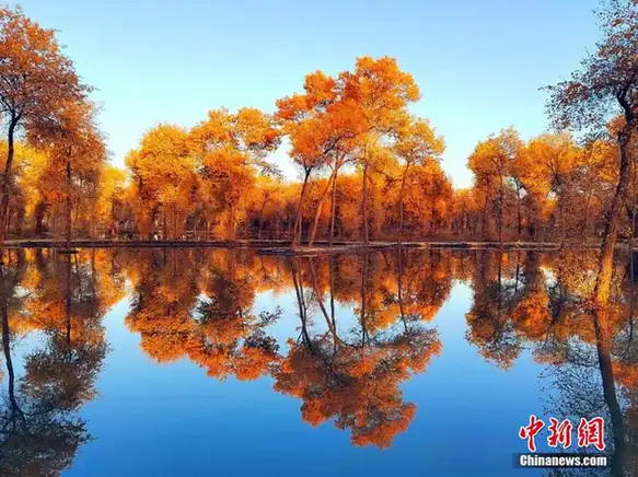 Awat County (阿瓦提县) — representative view · 秋季金色胡杨林在水中的倒影
