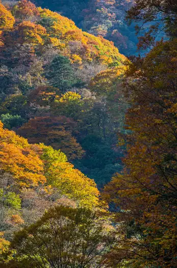 Micangshan National Forest Park (米仓山国家森林公园)