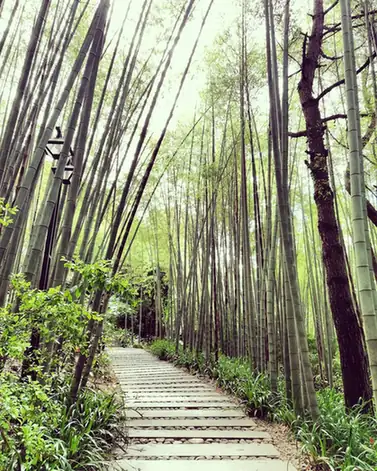 Yannanfei Tea Garden (雁南飞茶田)