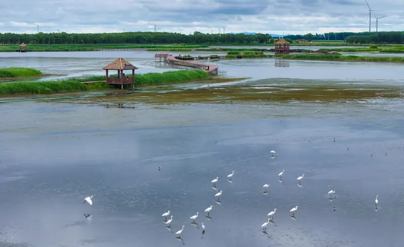 Fujin National Wetland Park (富锦国家湿地公园)