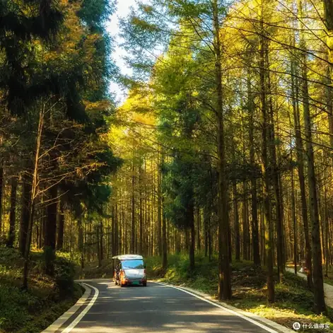 Shanwangping Karst Forest (山王坪喀斯特森林)