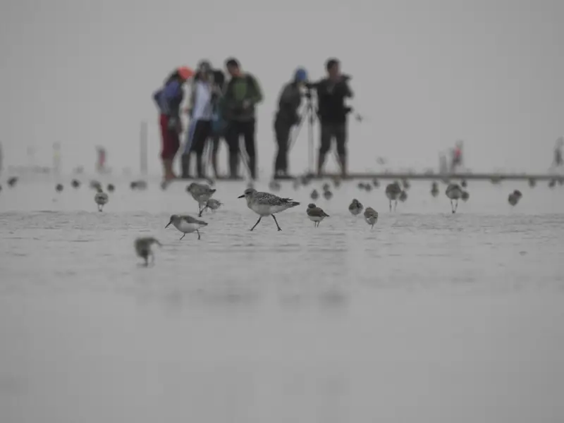 Xiaoyangkou Coastal Birdwatching Area (小洋口沿海开放观鸟区)
